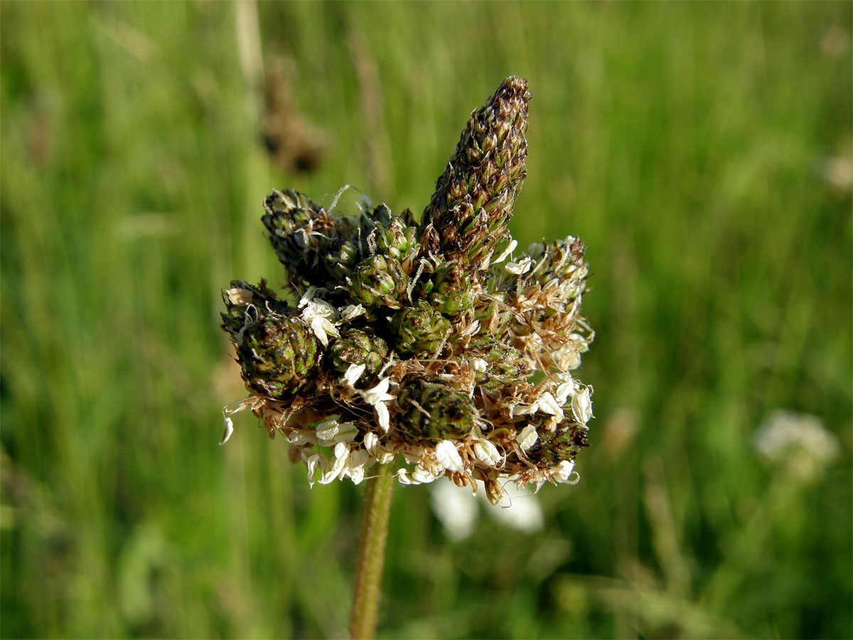 Jitrocel kopinatý (Plantago lanceolata L.) - větvené květenství (2)