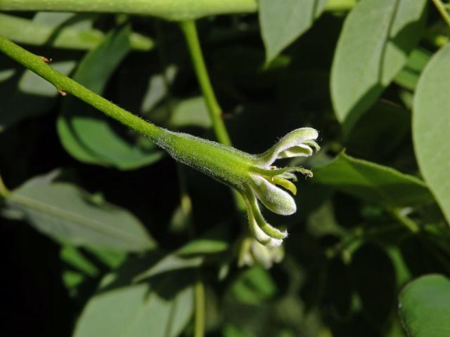 Nahovětvec dvoudomý (Gymnocladus dioica (L.) K.) Koch)