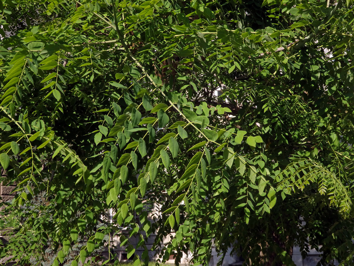 Nahovětvec dvoudomý (Gymnocladus dioica (L.) K.) Koch)