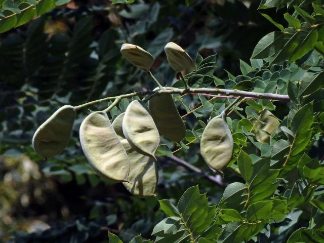 Nahovětvec dvoudomý (Gymnocladus dioica (L.) K.) Koch)