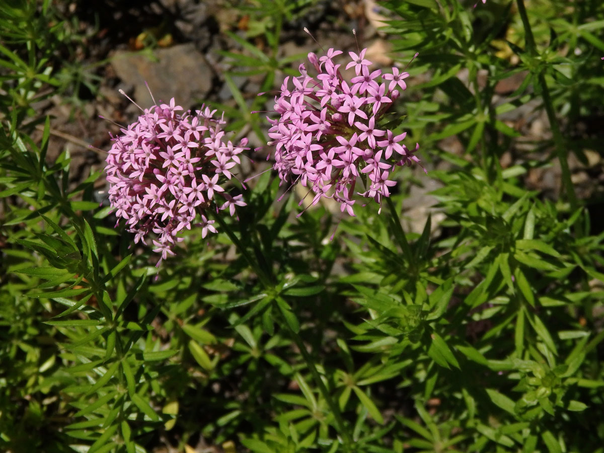 Kříženka růžová (Crucianella stylosa Trin.)