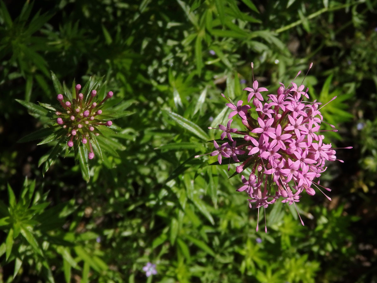 Kříženka růžová (Crucianella stylosa Trin.)