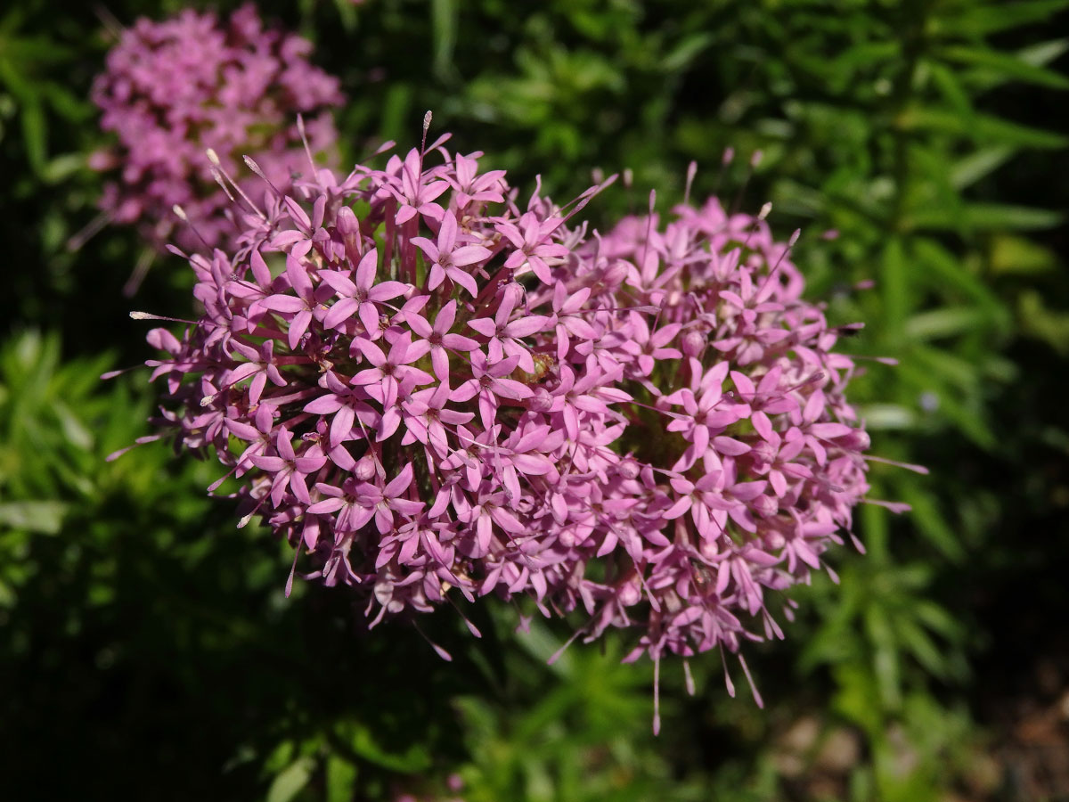 Kříženka růžová (Crucianella stylosa Trin.)