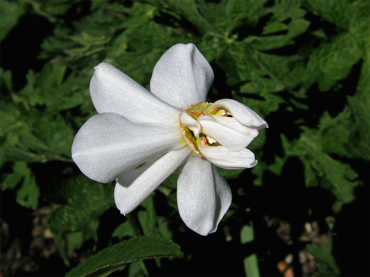 Narcis bílý (Narcissus poeticus L.) - lístky vyrůstající z rourky