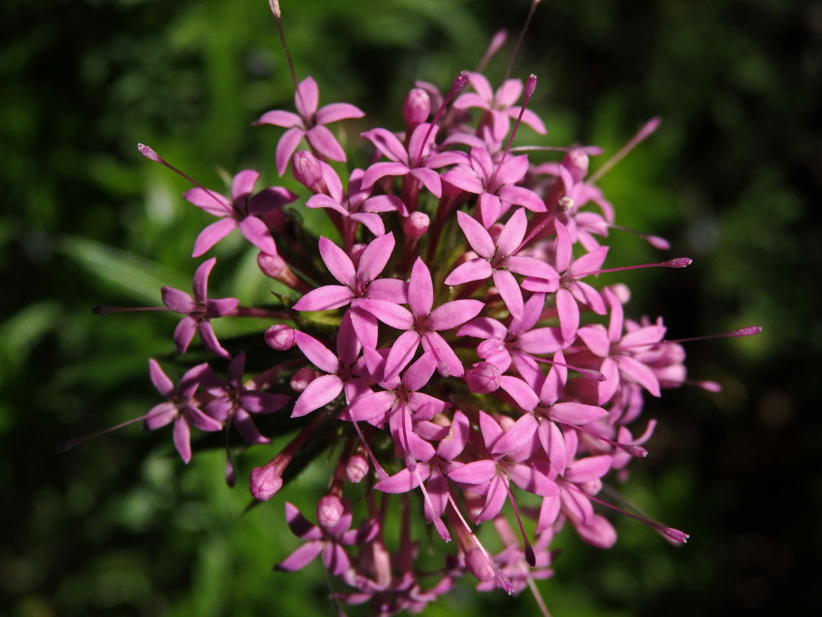 Kříženka růžová (Crucianella stylosa Trin.)