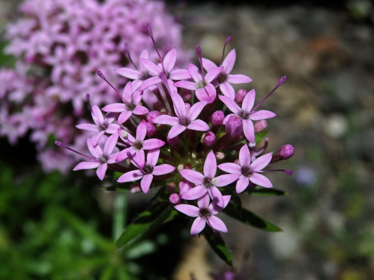 Kříženka růžová (Crucianella stylosa Trin.)