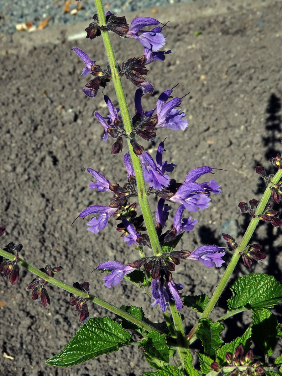 Šalvěj (Salvia miltiorrhiza Bunge)