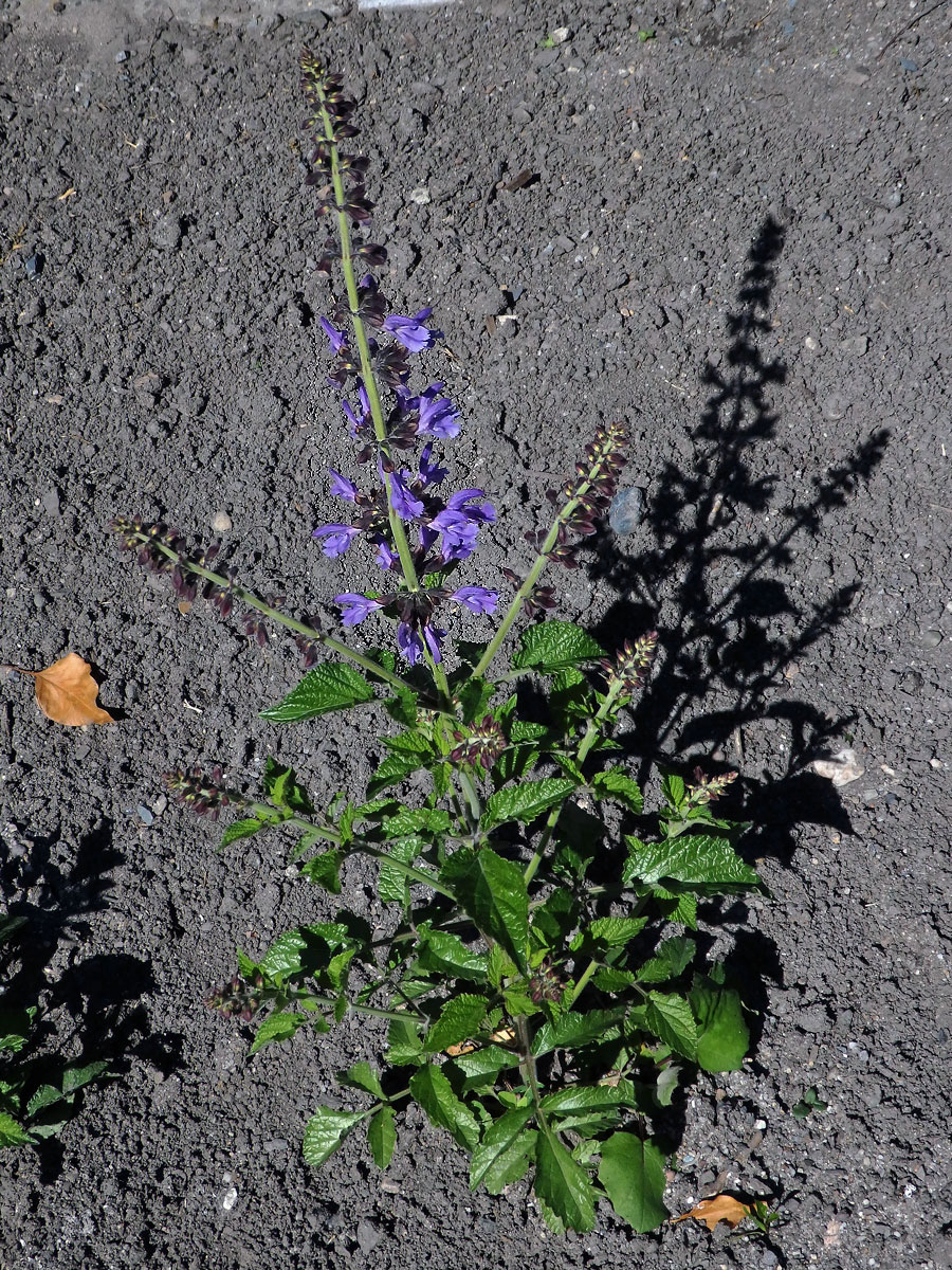 Šalvěj (Salvia miltiorrhiza Bunge)