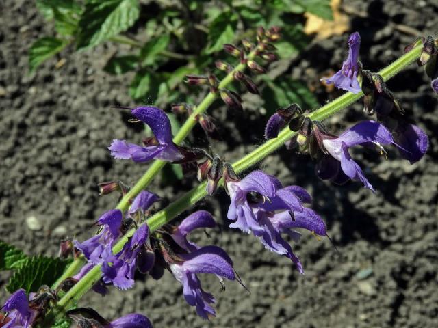 Šalvěj (Salvia miltiorrhiza Bunge)