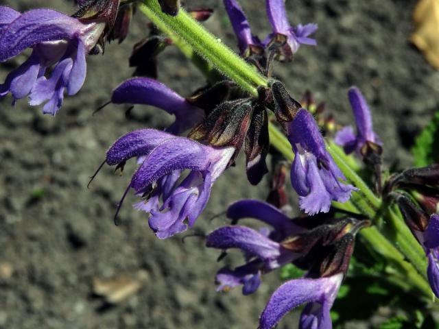 Šalvěj (Salvia miltiorrhiza Bunge)