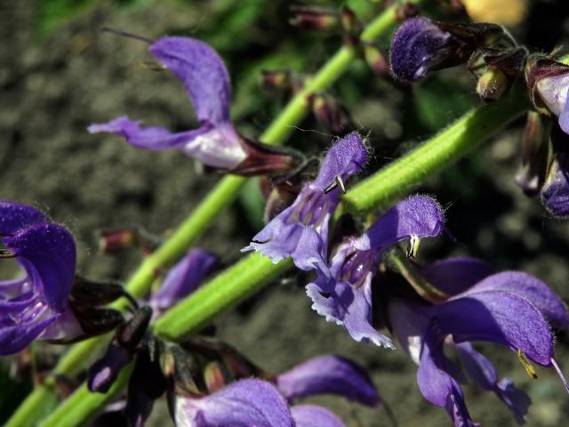 Šalvěj (Salvia miltiorrhiza Bunge)