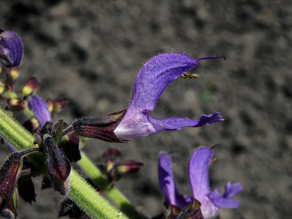 Šalvěj (Salvia miltiorrhiza Bunge)