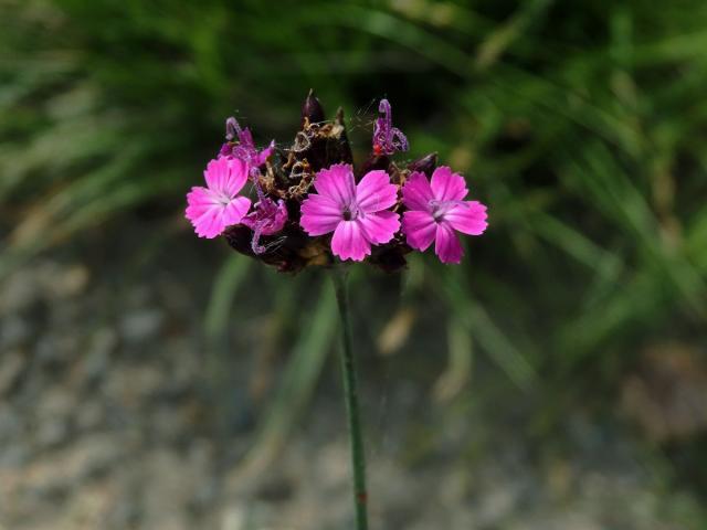 Hvozdík Pontederův (Dianthus pontederae A. Kern.)