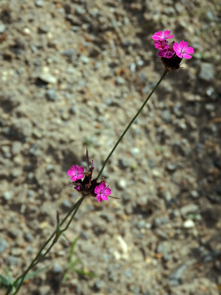 Hvozdík Pontederův (Dianthus pontederae A. Kern.)