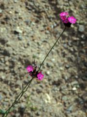 Hvozdík Pontederův (Dianthus pontederae A. Kern.)