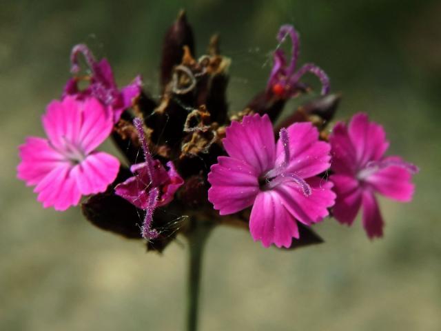 Hvozdík Pontederův (Dianthus pontederae A. Kern.)