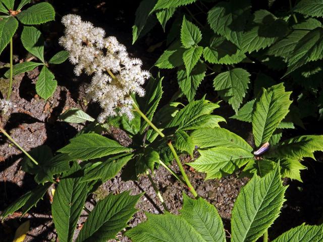 Rodgersia aesculifolia Batal.