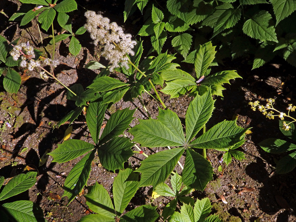 Rodgersia aesculifolia Batal.