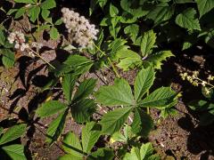 Rodgersia aesculifolia Batal.