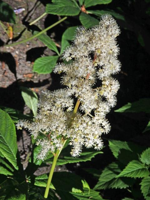 Rodgersia aesculifolia Batal.