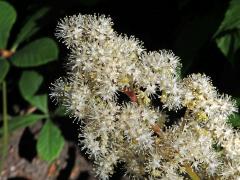 Rodgersia aesculifolia Batal.