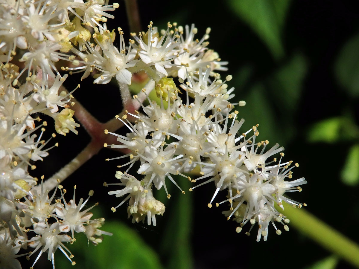 Rodgersia aesculifolia Batal.