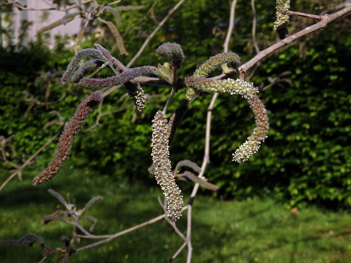 Papírovník čínský (Broussonetia papyrifera (L.) L'Hér. ex Vent.)