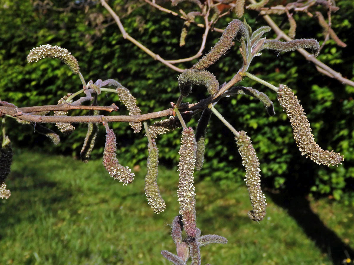 Papírovník čínský (Broussonetia papyrifera (L.) L'Hér. ex Vent.)