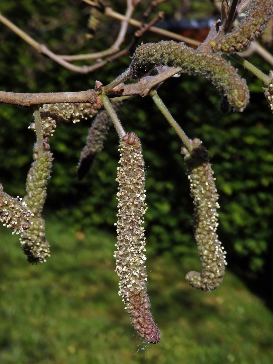 Papírovník čínský (Broussonetia papyrifera (L.) L'Hér. ex Vent.)