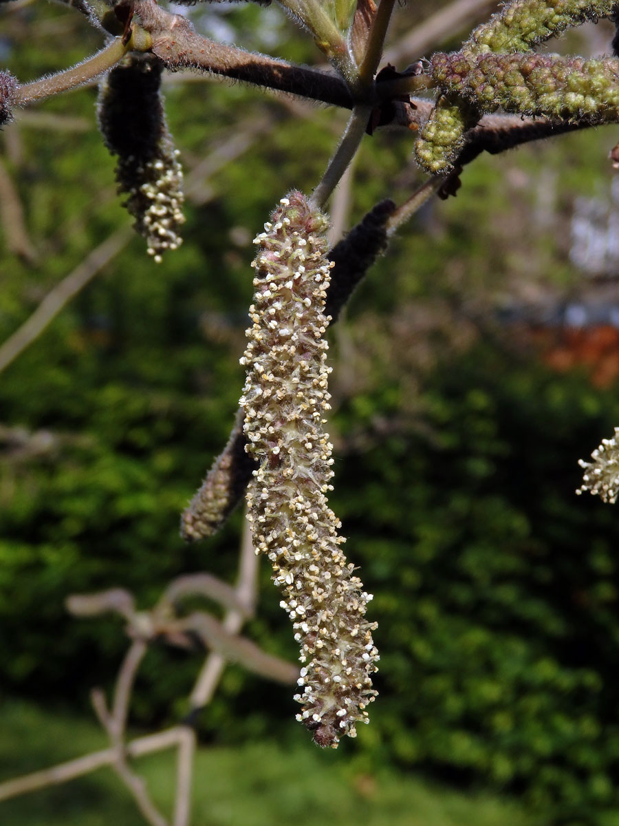 Papírovník čínský (Broussonetia papyrifera (L.) L'Hér. ex Vent.)