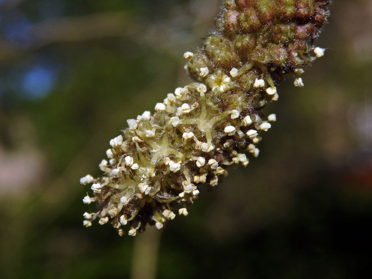 Papírovník čínský (Broussonetia papyrifera (L.) L'Hér. ex Vent.)