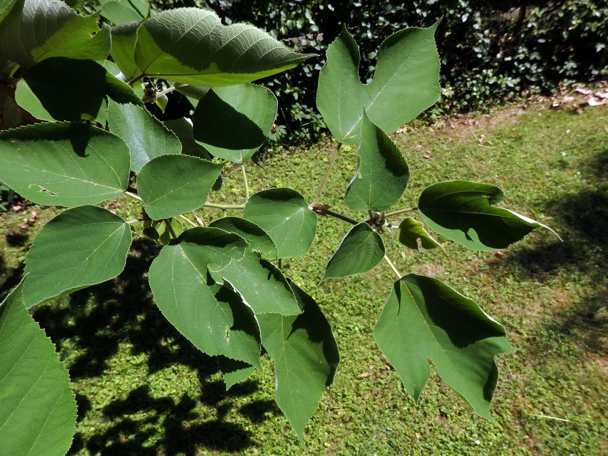 Papírovník čínský (Broussonetia papyrifera (L.) L'Hér. ex Vent.)