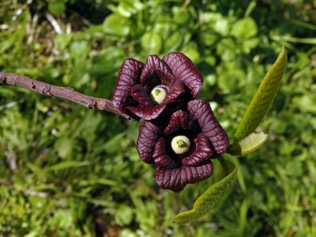 Muďoul trojlalačný (Asimina triloba (L.) Dunal)