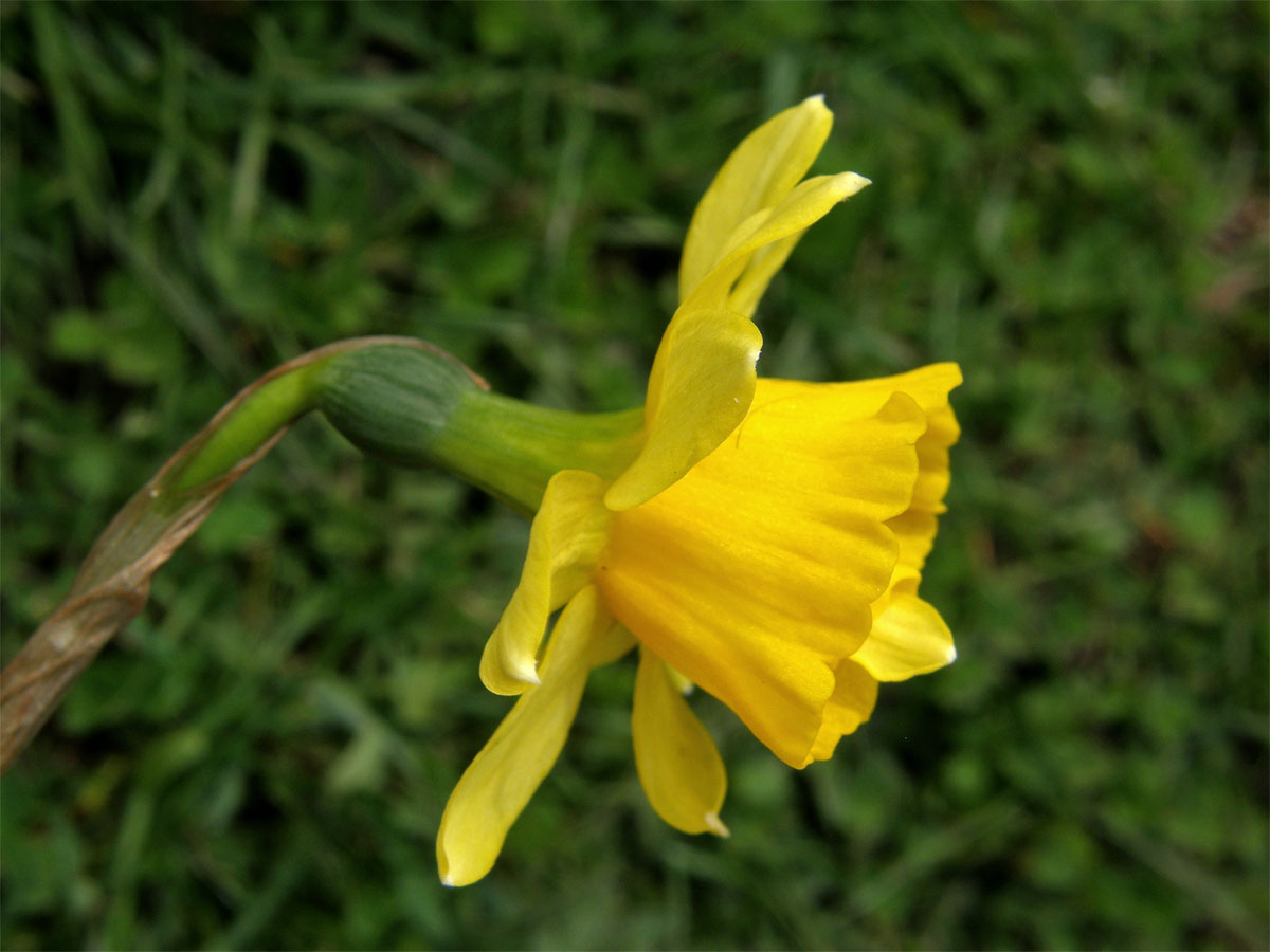 Narcis (Narcissus L.) - zdvojený květ (1c)