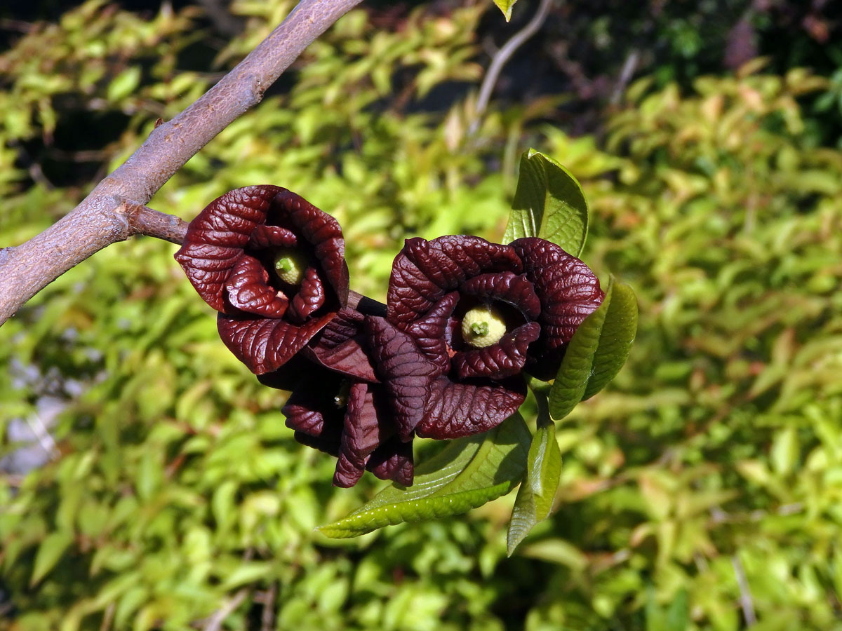 Muďoul trojlalačný (Asimina triloba (L.) Dunal)