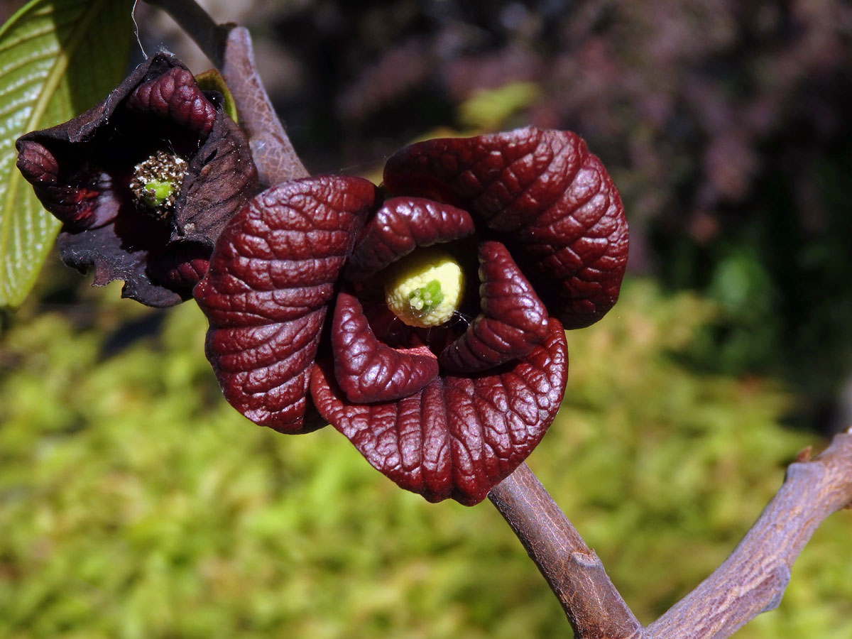 Muďoul trojlalačný (Asimina triloba (L.) Dunal)