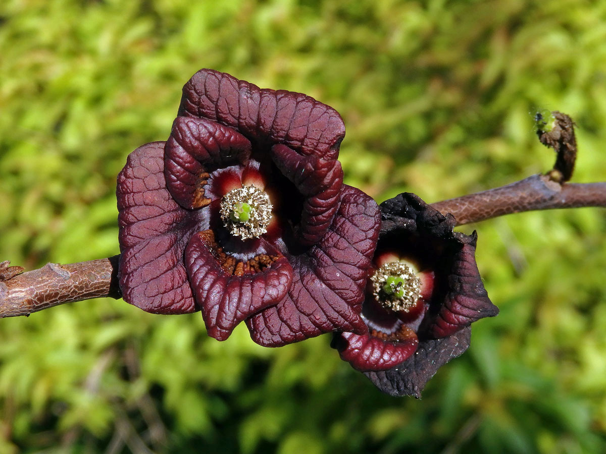 Muďoul trojlalačný (Asimina triloba (L.) Dunal)