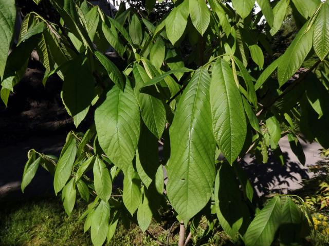 Muďoul trojlalačný (Asimina triloba (L.) Dunal)