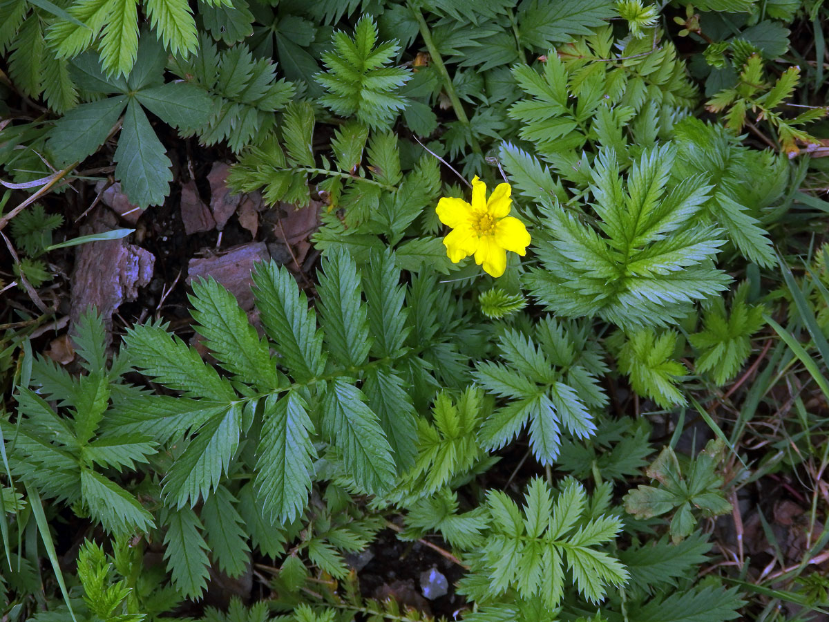 Mochna husí (Potentilla anserina L.) s šestičetným květem (2a)