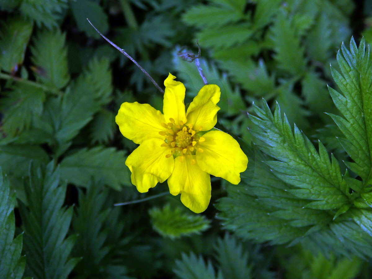 Mochna husí (Potentilla anserina L.) s šestičetným květem (2b)