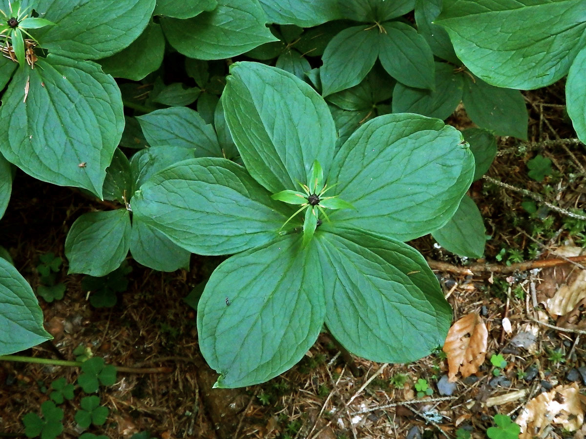 Vraní oko čtyřlisté (Paris quadrifolia L.) s pěti listy (3)