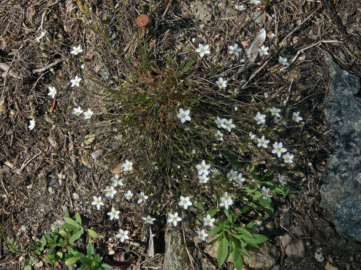 Kuřička hadcová (Minuartia smejkalii Dvořáková)