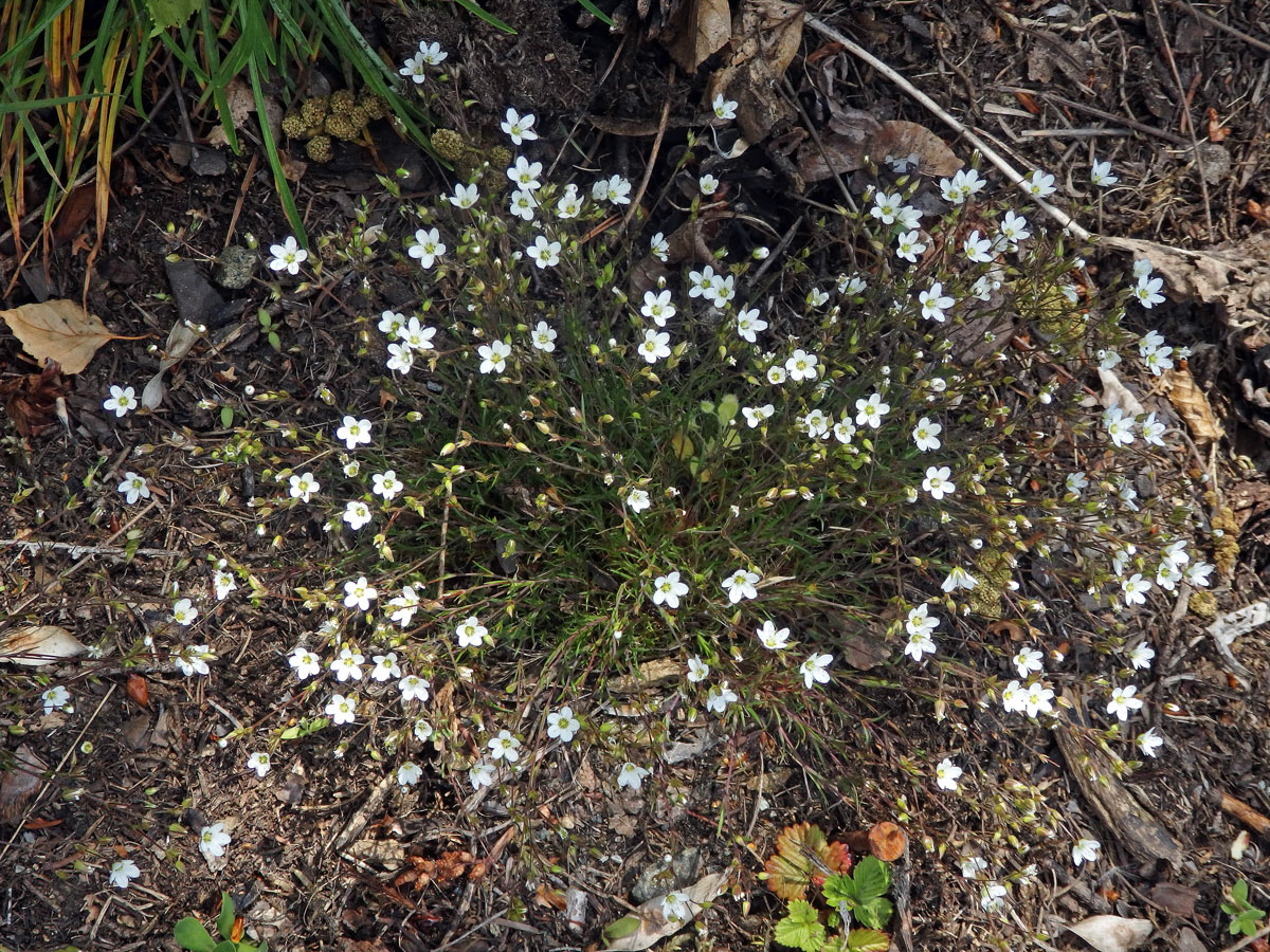 Kuřička hadcová (Minuartia smejkalii Dvořáková)