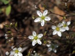 Kuřička hadcová (Minuartia smejkalii Dvořáková)