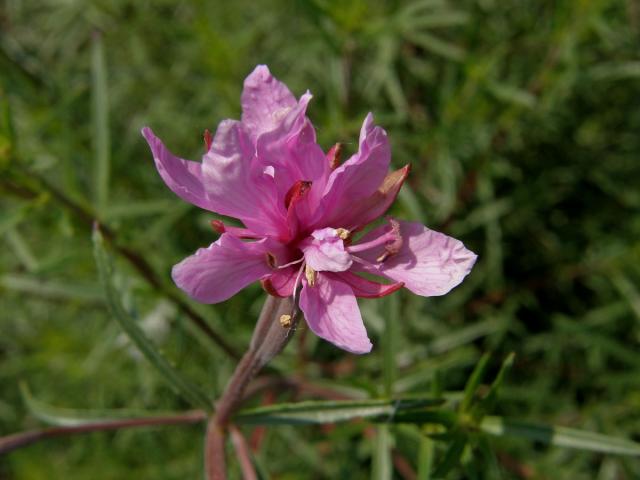 Vrbovka rozmarýnolistá (Epilobium didonaei Vill.) - zdvojený květ (1a)