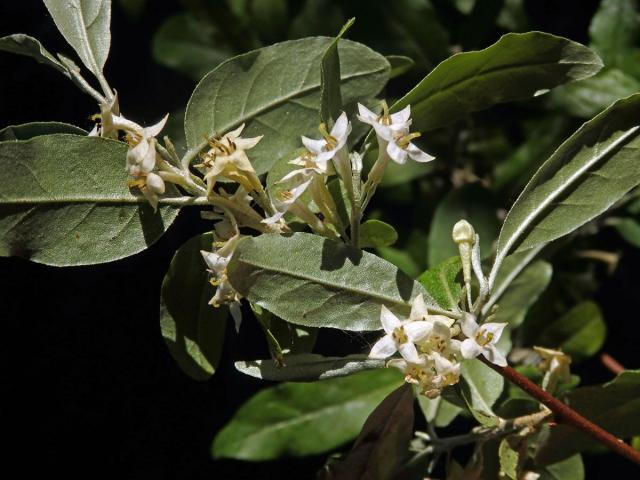 Hlošina okoličnatá (Elaeagnus umbellata Thunb.)