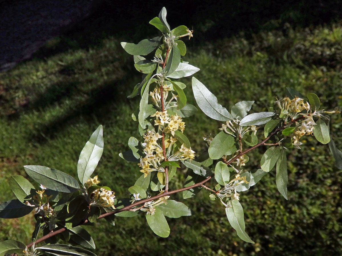 Hlošina okoličnatá (Elaeagnus umbellata Thunb.)