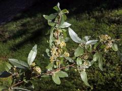 Hlošina okoličnatá (Elaeagnus umbellata Thunb.)