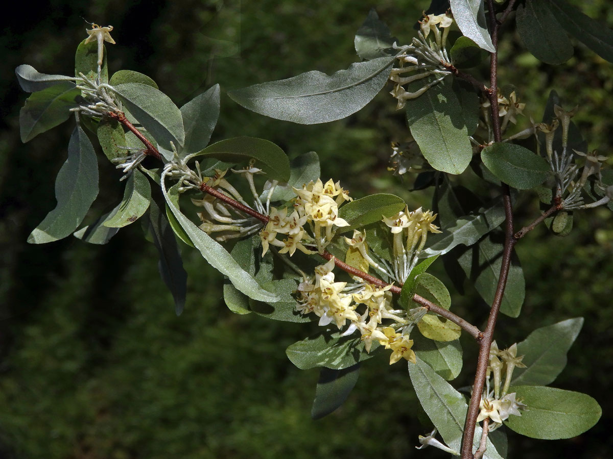 Hlošina okoličnatá (Elaeagnus umbellata Thunb.)