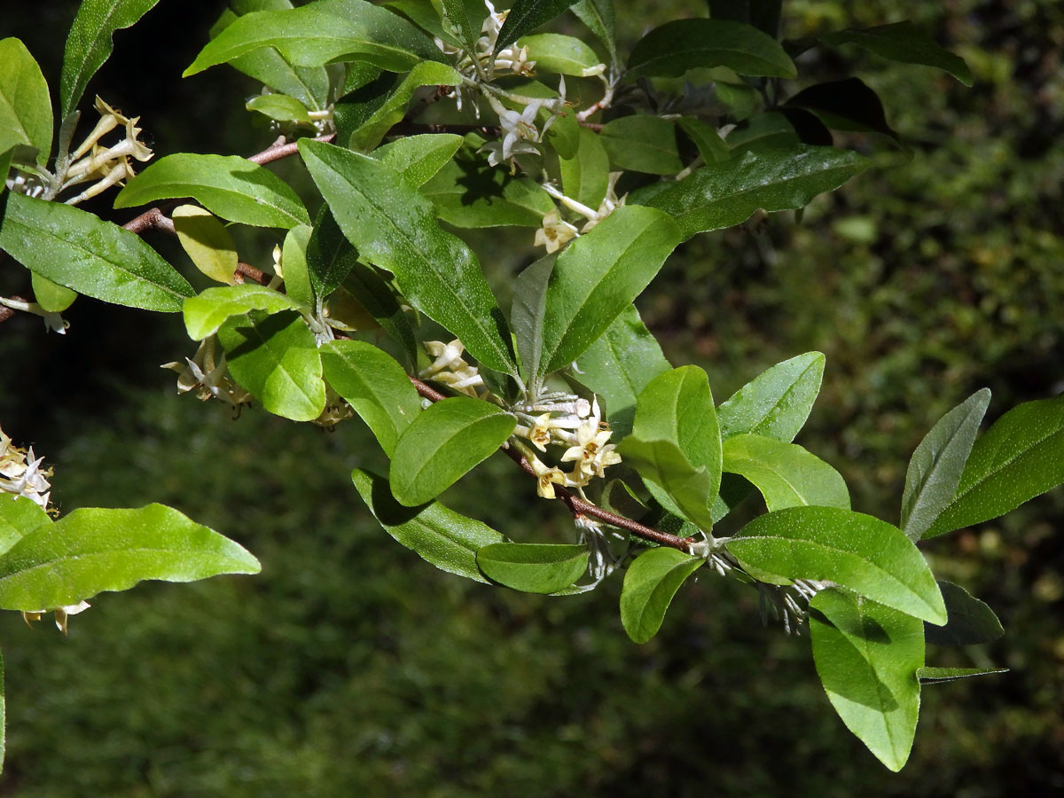 Hlošina okoličnatá (Elaeagnus umbellata Thunb.)